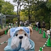 #上野動物園#シャオシャオ#レイレイ#シンシン