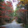 紅葉の見納めに　～奥まで進む～