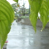 雨、雨、また雨