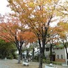 芦原公園の紅葉と母の新生活