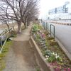 今日のトンサン歩は相模川。