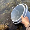 海水サツマイモ炸裂！鳴門金時と紅はるか混在で、イモでは見かけで判定できん。