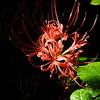 今日の一枚「庭のヒガンバナ開花」(2022.09.19) [植物]