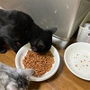 猫が喧嘩して帰ってきた