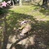 公園が好きな娘(1歳7ヶ月)