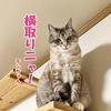 悪い姉弟に元ヤン猫の報復