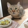 オタマレスになったので獣医さんの指導のもとお野菜ダイエット始めました
