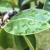 穀雨、催花雨。