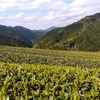 茶畑は徐々に黄緑色に