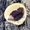 暑い中、見つけ（てもらっ）た虫たち
