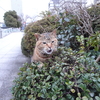 2月前半の #ねこ #cat #猫 その1