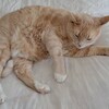 猫が口内炎で腎臓病フードや水を食べない・飲まない時にできる５つの工夫