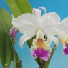 Cattleya mendelii f.semi-alba　（原産地由来個体）