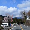 今年も満開！甚六桜　そして一面に咲き乱れる桃源郷