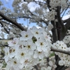 メルボルンで桜が見られるところ💡