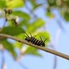 オオゴマダラの幼虫