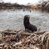 絶滅したと言われている二ホンカワウソを見たかも？