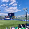 ４月２９日　緑色に染まった神宮球場で野球観戦。