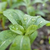 梅雨の雨の日をLeicaで撮影。艶やかな雰囲気がとても好き。