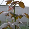 勝手に梅雨明け宣言