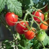 プチトマト観察日記２０１６収穫４回目（７月３１日）