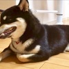 柴犬 乳歯の抜けるタイミング