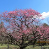 櫛挽ヶ原　梅の花　緑の王国