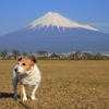 富士山とキン