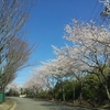 桜は八分咲き♪