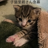 川から子猫救出〜里親さん募集中！