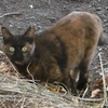 サビ猫と十月桜