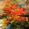 一ノ谷渓谷へ紅葉狩り♪