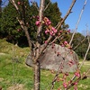 大岩の陽光桜は