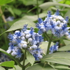 常山紫陽花