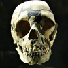 Nobel for Swede Who Unlocked Secrets of Neanderthal DNA：DMM英会話DailyNews予習復習メモ