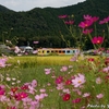 コスモスと樽見鉄道 