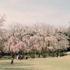 鶴来　樹木公園の桜