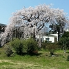 巡り会う季節　桜
