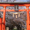 桜のトンネル：刀尾神社