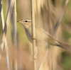 ツルの国に鳥を見に行った日記（２０２３　１２２３～２４）その１７。