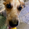 犬のはみがき。歯磨きペーストと歯ブラシ。