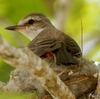 ベリーズ　人を怖がらない Vermilion Flycatcher（バーミリオン　フライキャッチャー） 