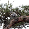 イスカ幼鳥？