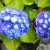 『雨に似合う花』
