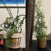 観葉植物のすすめ