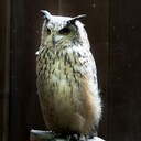 山のモノ。