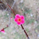 YOSHIKOの禅や風水のある暮らし