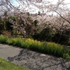 墨俣のさくら、清水川の桜 2012、伊奈波の桜