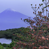 氷が池のヤマツツジ