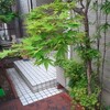 紅葉の美しさと時空の移り変わり
